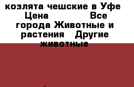 козлята чешские в Уфе › Цена ­ 15 000 - Все города Животные и растения » Другие животные   . Амурская обл.,Архаринский р-н